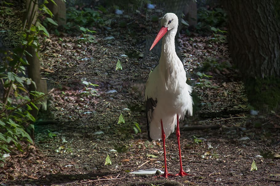 white stork, wing, bill, feather, red beak, animal themes, vertebrate HD wallpaper