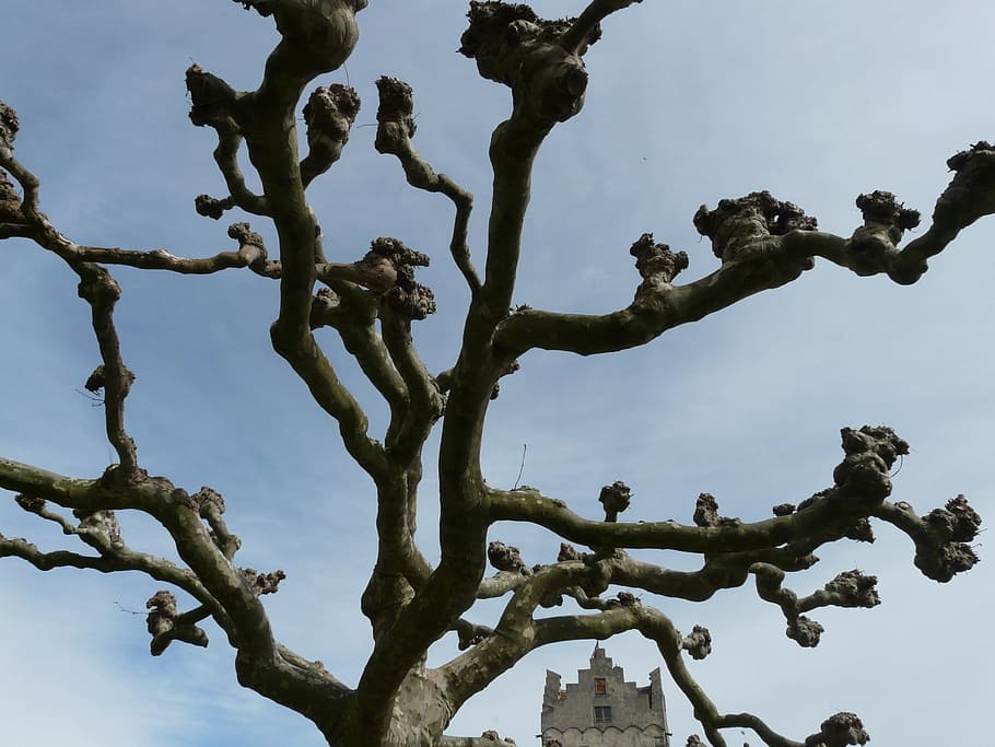 plane, tree, platanus, platanengewaechs, platanaceae, manicuring HD wallpaper
