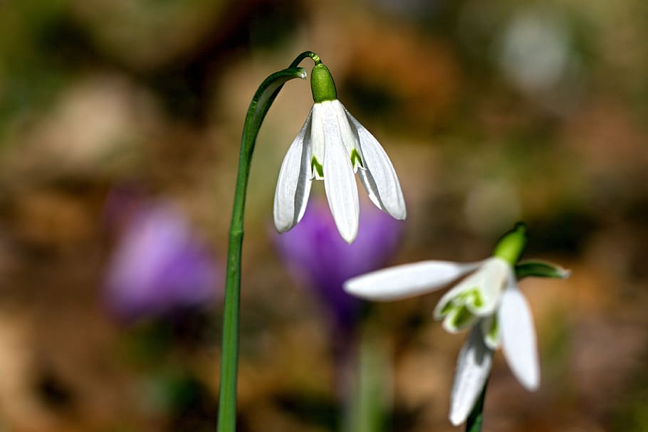 bell, flower, white, spring, floral, blooming, nature, plant HD wallpaper