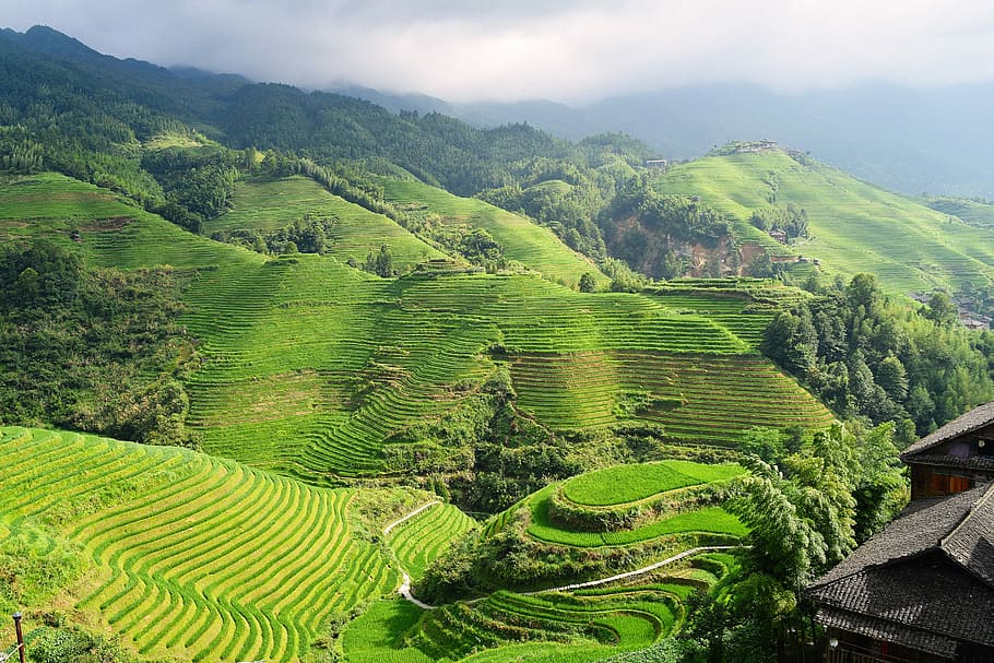 landscape of mountain, Banaue Rice Terraces, rice field, green