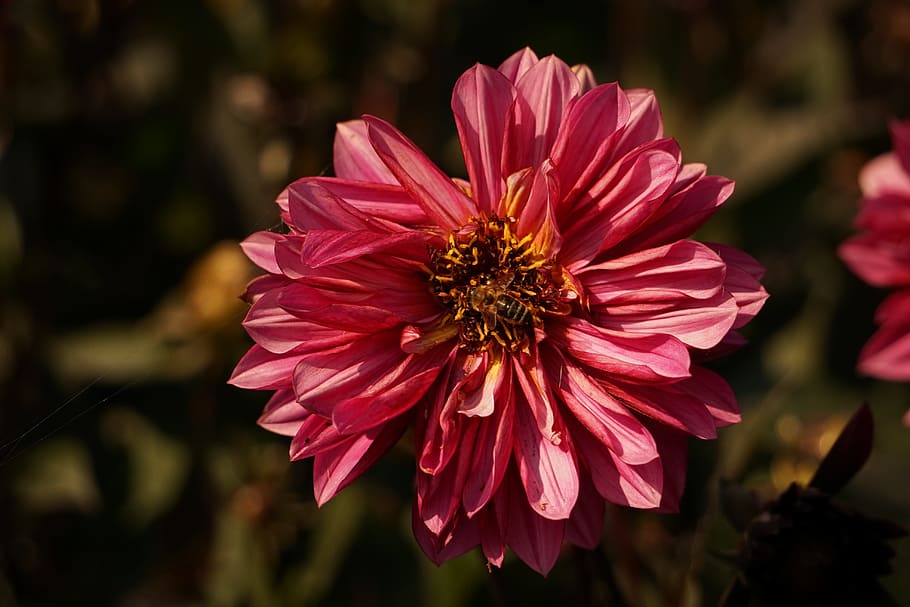 bee, wasp, blossom, bloom, insect, close, collect nectar, flower HD wallpaper