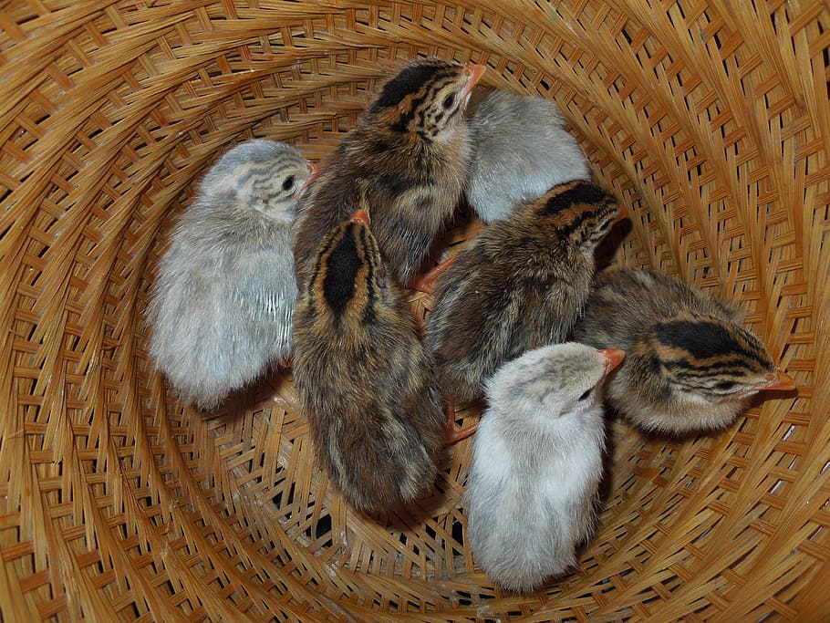 seven brown chicks, keets, guineas, guinea foul, poultry, guinea-fowl