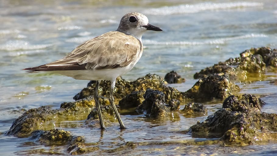 Stint, Seabird, Migratory, Nature, grey, wild, fauna, ecosystem HD wallpaper