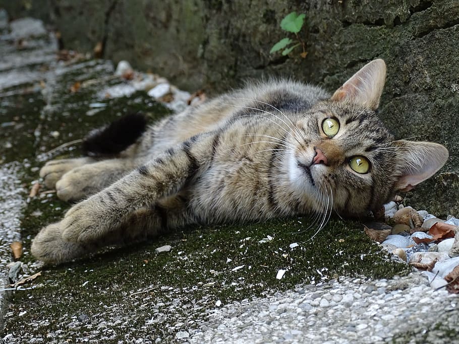 cat, stone, ears, hearing, attention, view, pet, feline, animal HD wallpaper