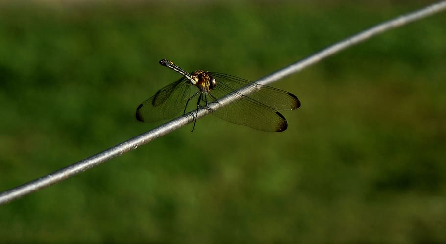 dragonfly, insect, wildlife, predator, wing, macro, animal themes HD wallpaper