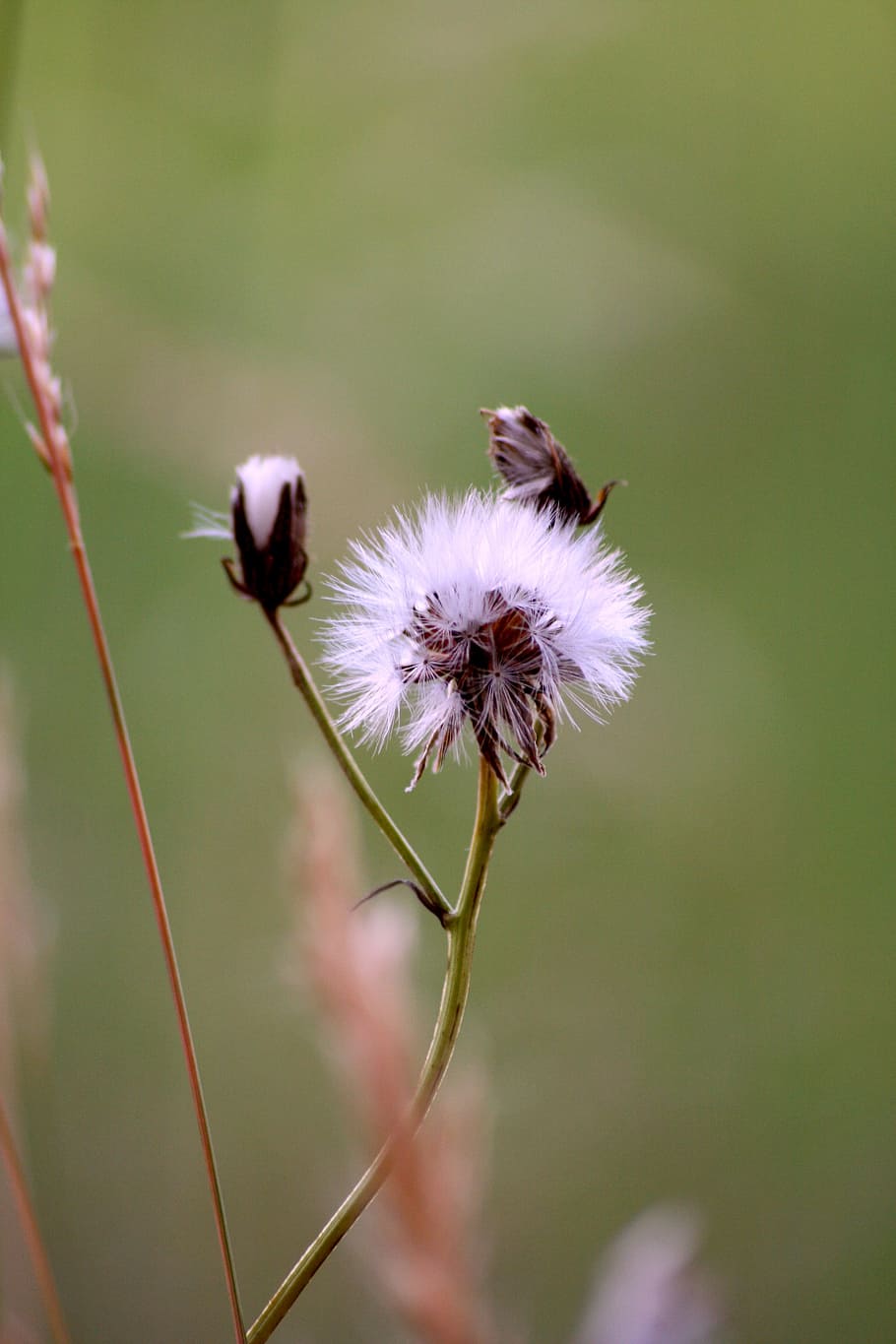 thistle, pre, grass, prairie, nature, field, pasture, green HD wallpaper