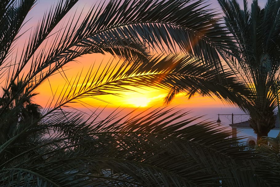 light, sea, nature, sky, beach, clouds, coconut, coconut trees HD wallpaper
