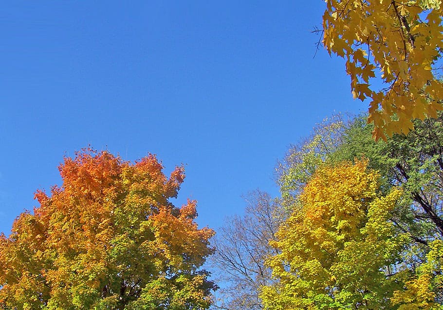 Autumn, Fall, Trees, Leaves, Blue, Sky, maple, leaf, nature HD wallpaper