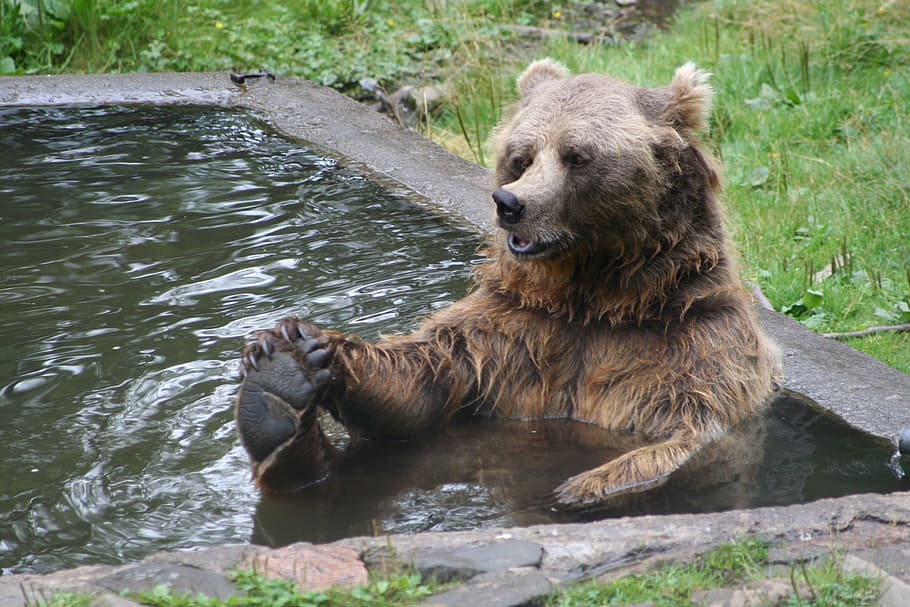 Brown Bear, Bather, Wildlife, bather bear, one animal, animal wildlife, HD wallpaper