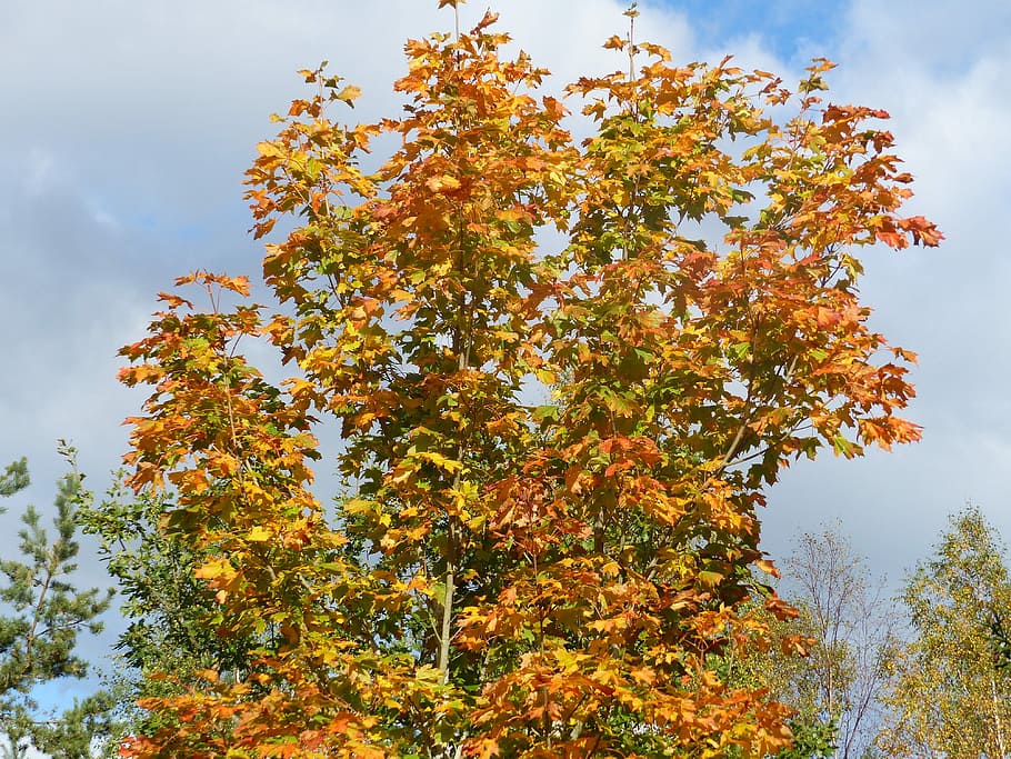 Maple, Tree, Colors, Cloud, Autumn, sky, garden, nature, pine tree HD wallpaper