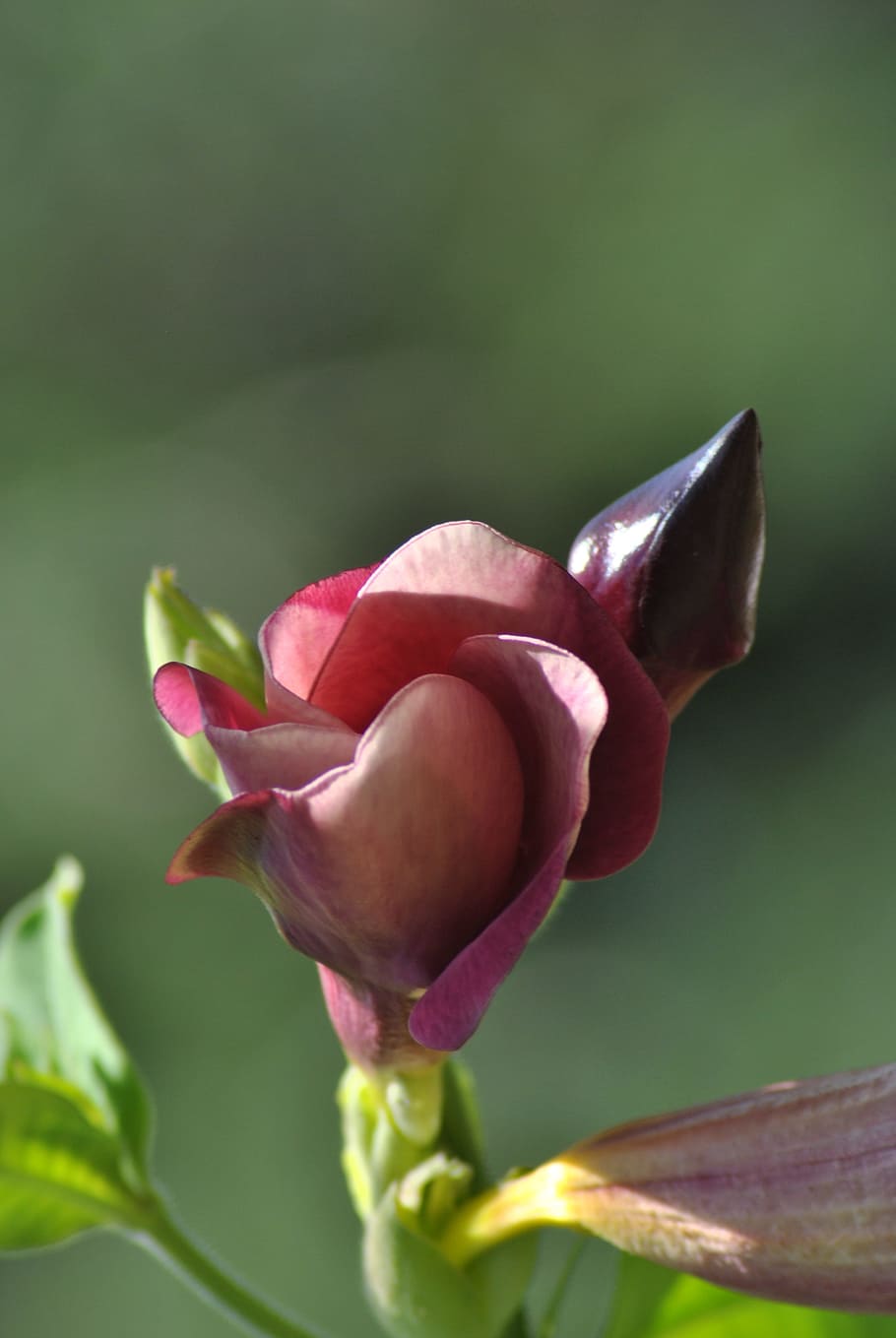 flower, flora, nature, flowering plant, beauty in nature, vulnerability HD wallpaper