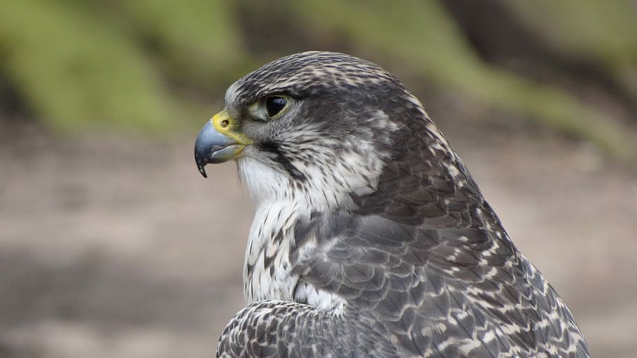 Buzzard, Fly, Raptor, Bird Of Prey, animals in the wild, one animal HD wallpaper