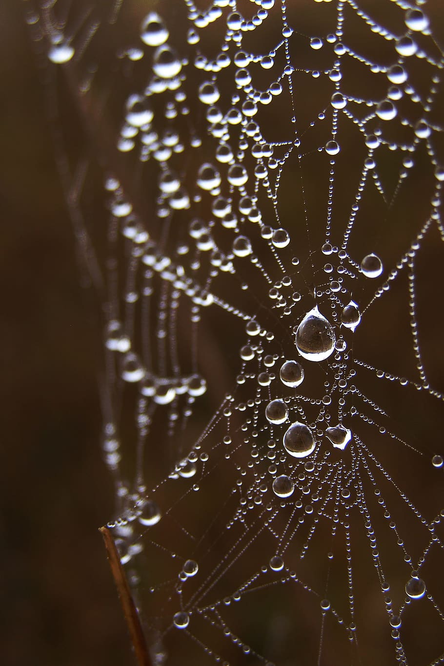 cobweb, spider's web, drops, rosa, nature, close-up, no people HD wallpaper