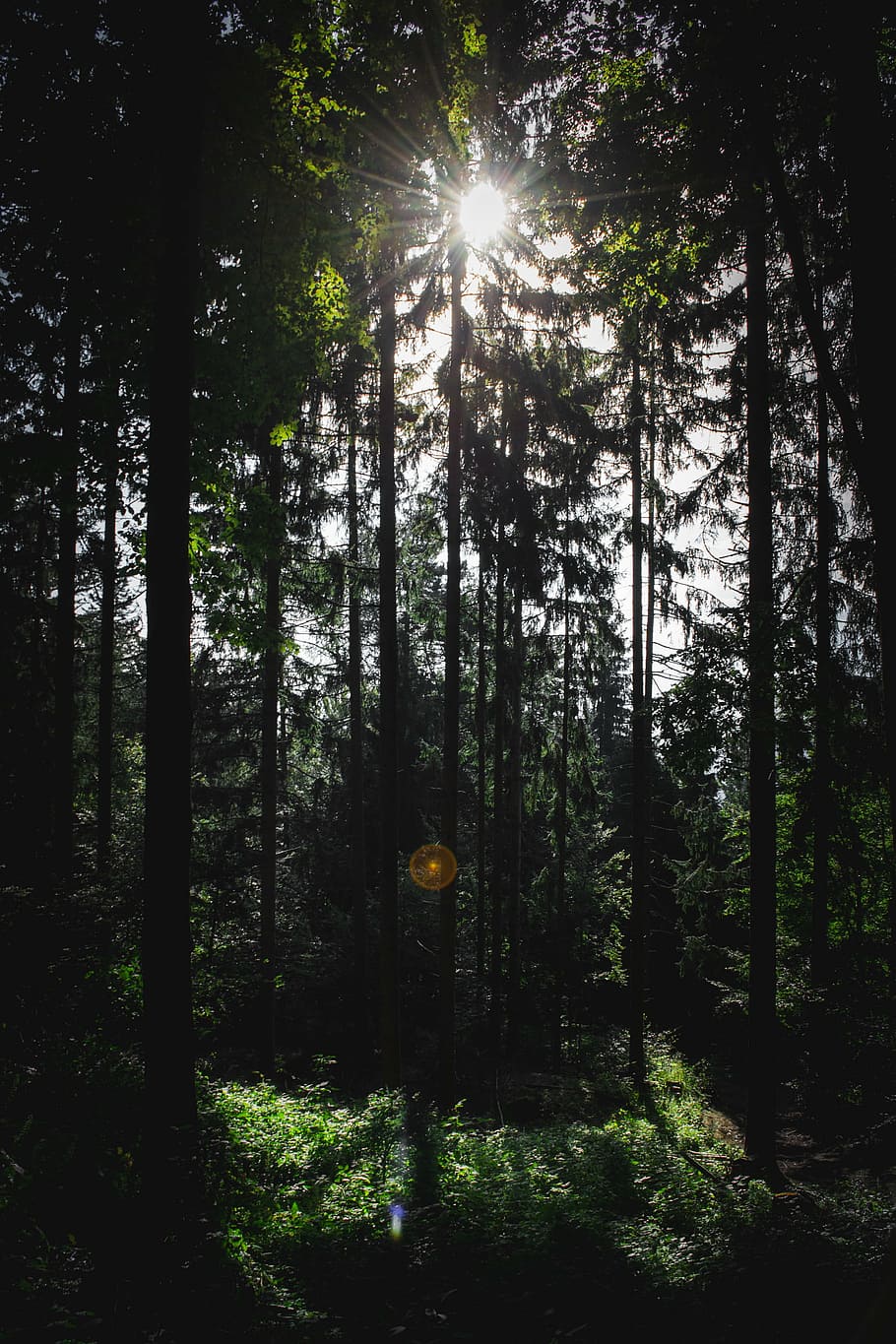 forest, tree, sun, nature, woodland, outdoors, landscape, plant HD wallpaper
