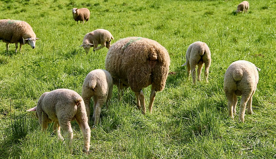 wildlife photography of sheeps, flock of sheep, lambs, dam, ewes, HD wallpaper