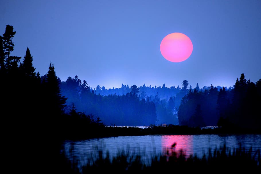 silhouette photography of trees and plants, sunset, twilight HD wallpaper