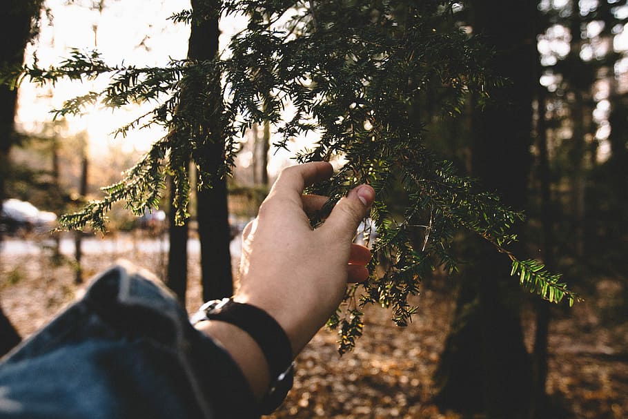 shallow focus photography of person holding green leaves, person holding green fern plant HD wallpaper
