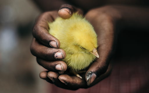 person holding chick, life, bird, white, yellow, baby, young HD wallpaper