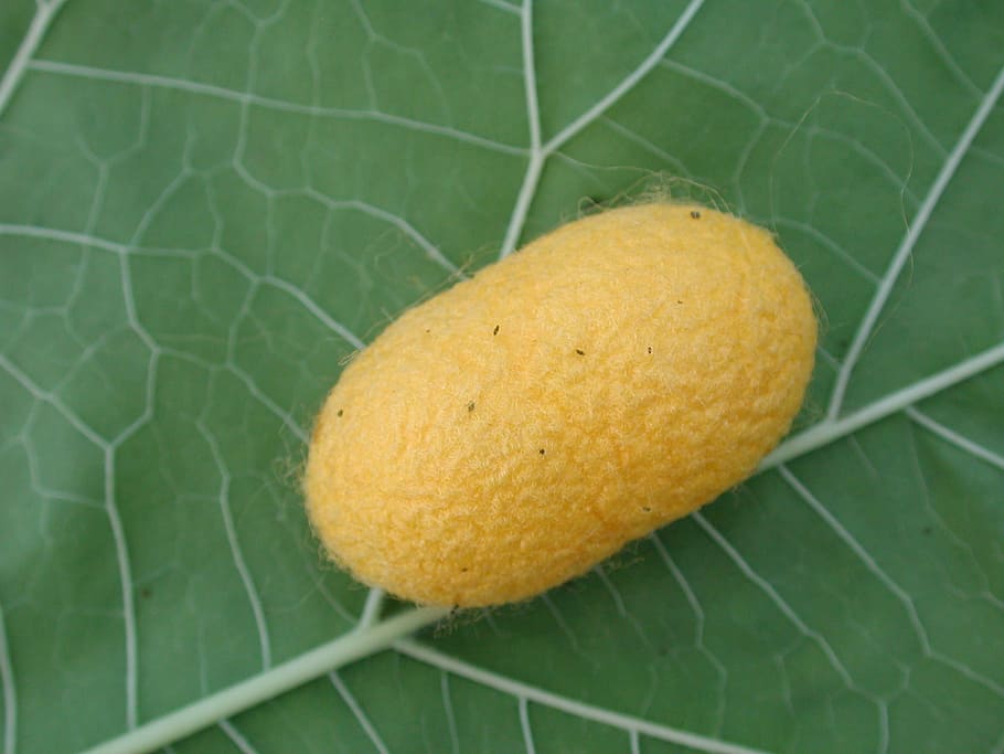 silkworm, cocoon, insect, yellow, fruit, food and drink, leaf HD wallpaper