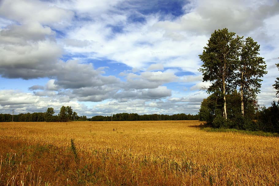 Landscape, Nature, Trees, Summer, blue sky, clouds, field of golden wheat HD wallpaper