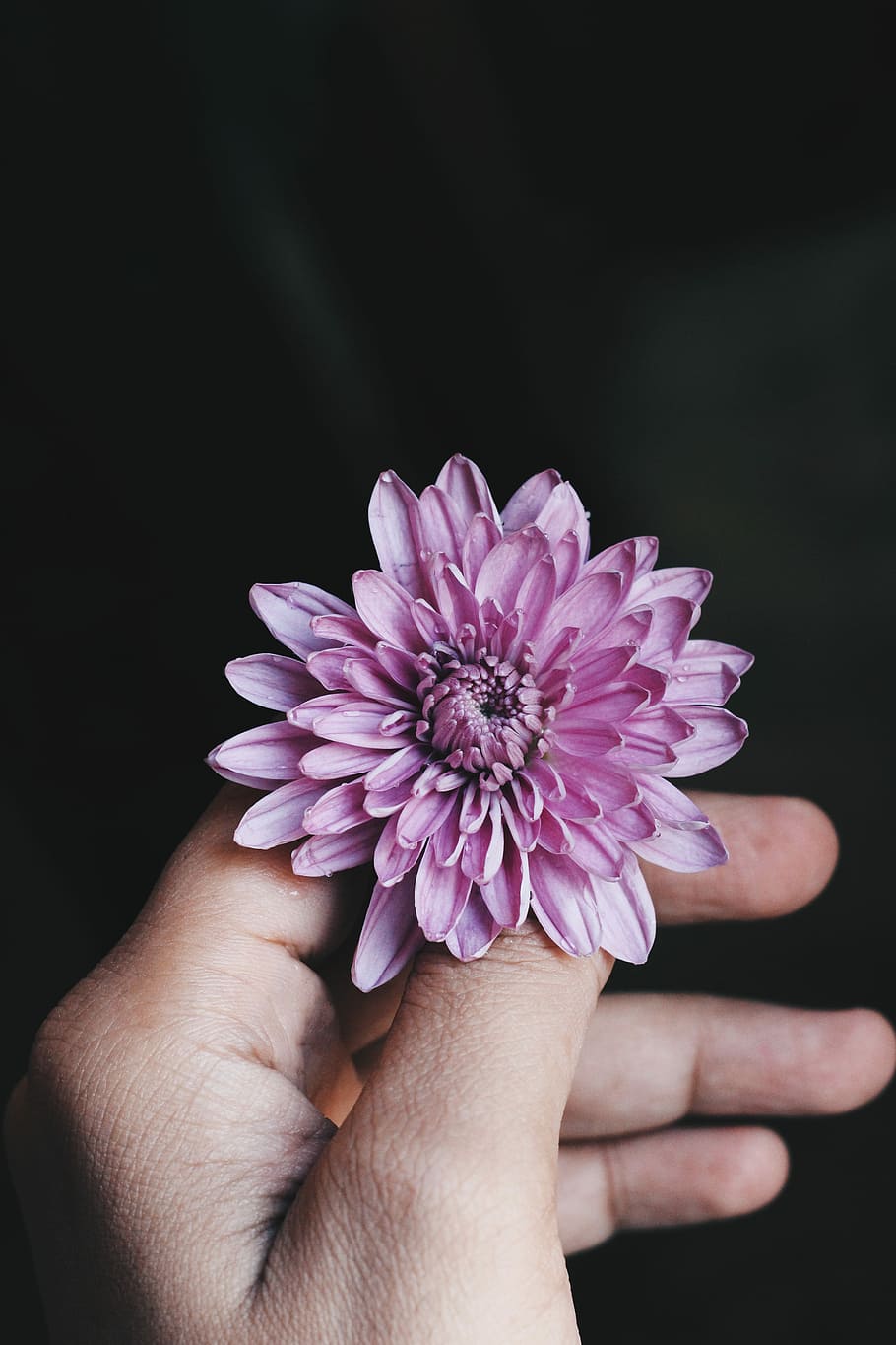 person holding flower, person holding pink chrysanthemum in bloom HD wallpaper