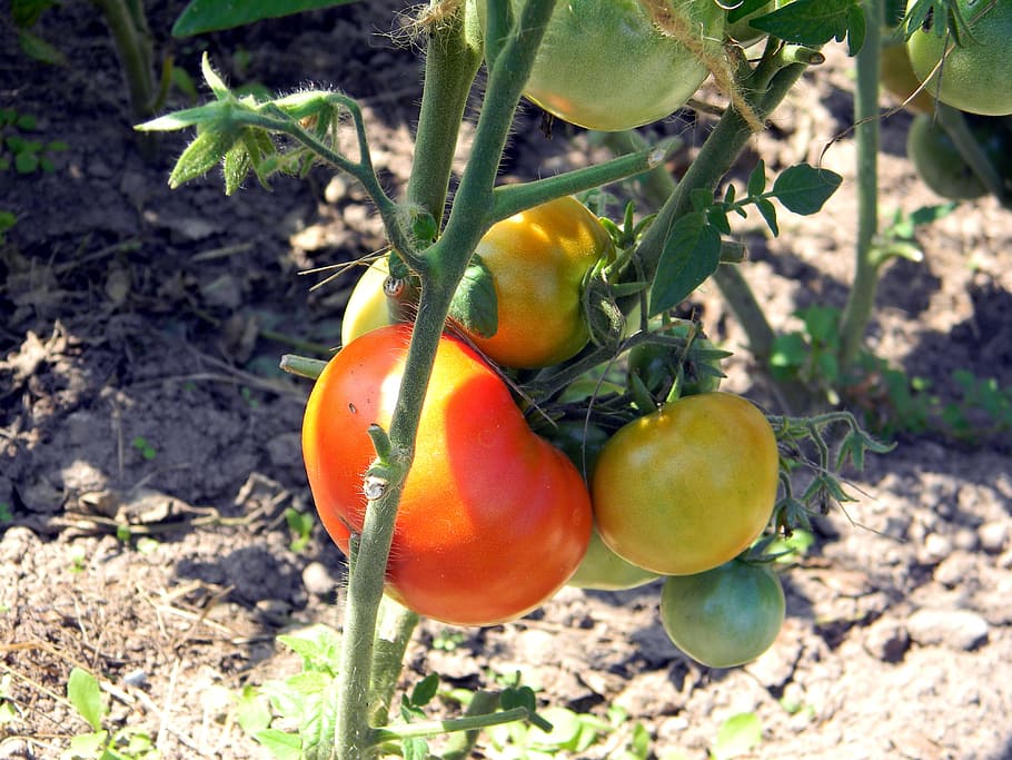 tomato, tomatoes, why, greenhouse, the tomatoes on the branch HD wallpaper