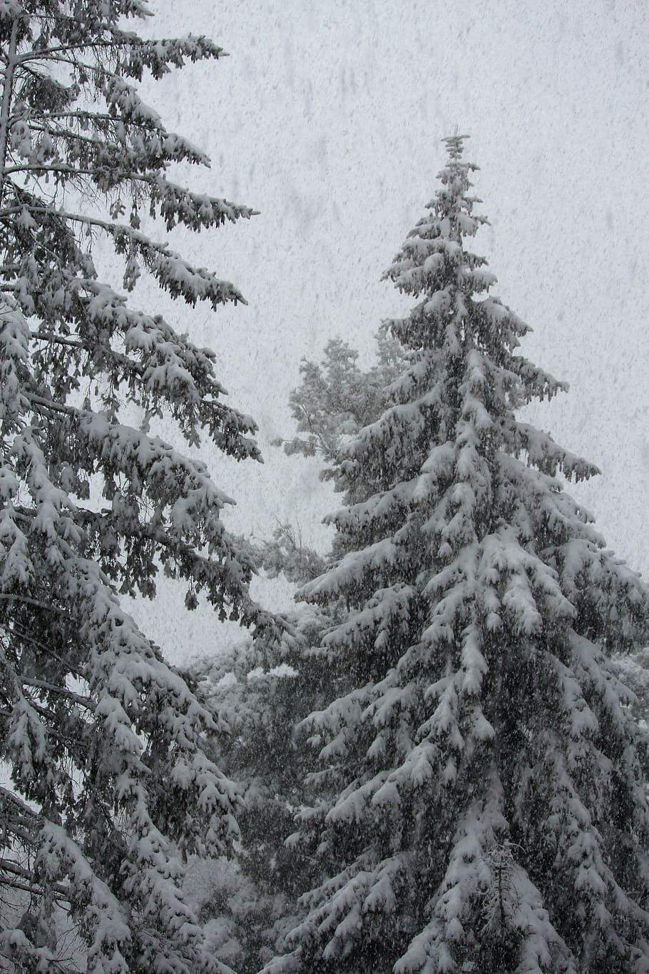 Snow, Pine, Winter, Cold, Forest, Tree, nature, frost, white HD wallpaper