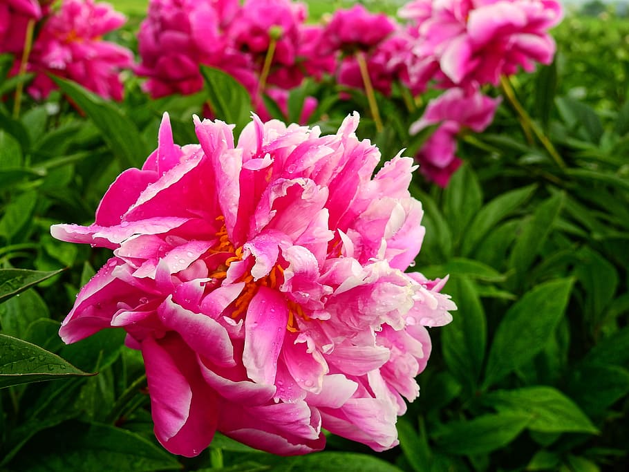 Flower, Blossom, Bloom, rose, peony, pentecost, nature, plant HD wallpaper