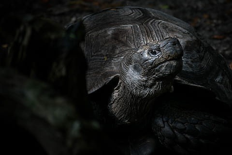 photography of tortoise, closeup photo of black and brown turtle HD wallpaper