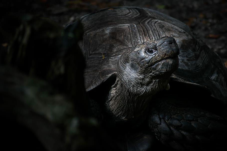 photography of tortoise, closeup photo of black and brown turtle HD wallpaper