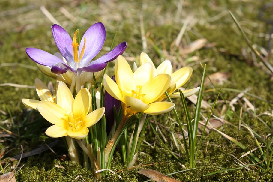 spring, crocus, plant, yellow, nature, flowers, macro, blossom HD wallpaper