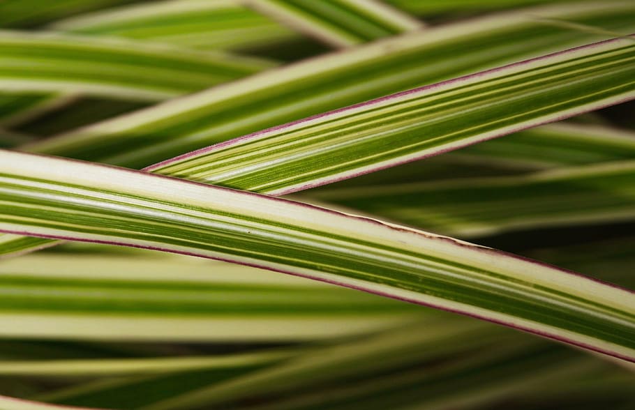 grass, striped, multi colored, nature, outdoors, garden, gardening HD wallpaper