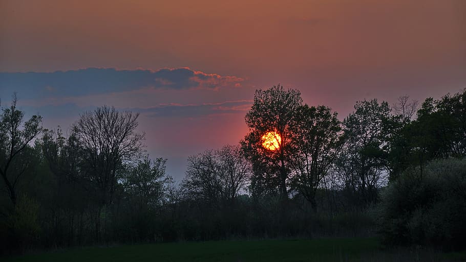 sunset, autumn, light, nature, tree, dusk, night, plant, sky HD wallpaper