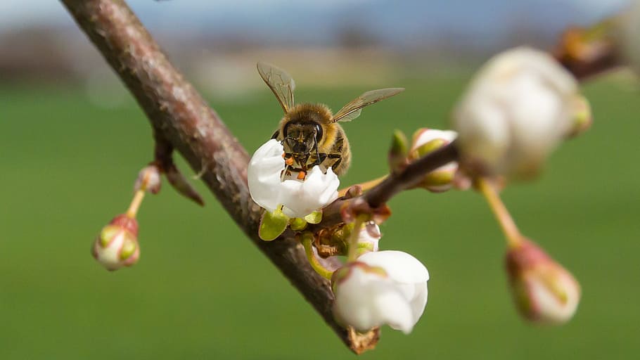 Bee, Blossom, Bloom, Insect, frühlingsanfang, spring, honey HD wallpaper