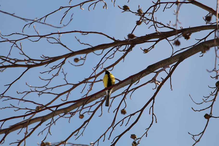 Yellow-Bellied Siskin, Bird, black and yellow, branch, tree, animal, HD wallpaper