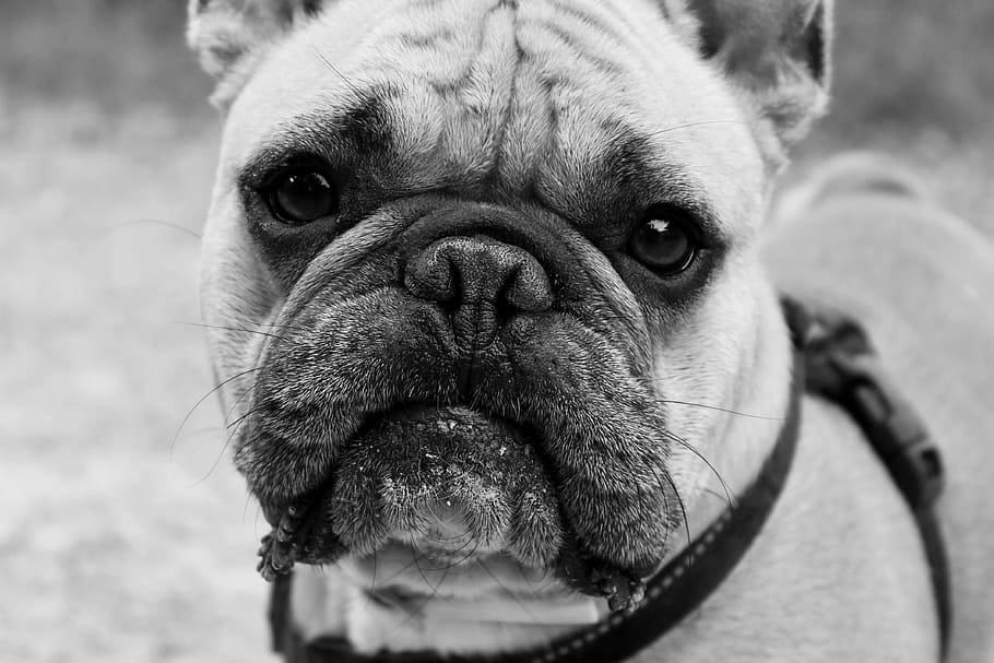 grayscale photo of pug, dog, bulldog, animal, english bulldog, HD wallpaper