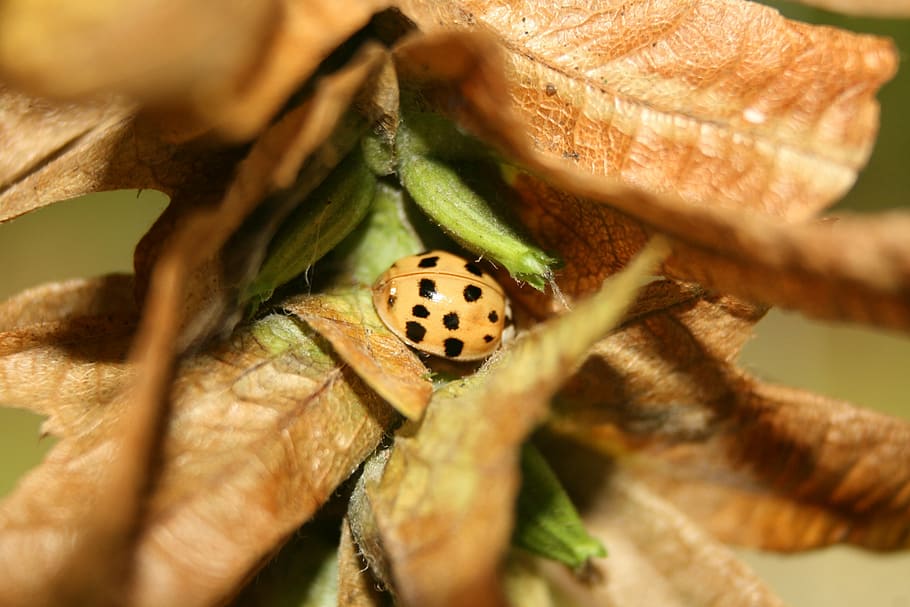 ladybug, beetle, insect, leaves, close-up, animal wildlife HD wallpaper