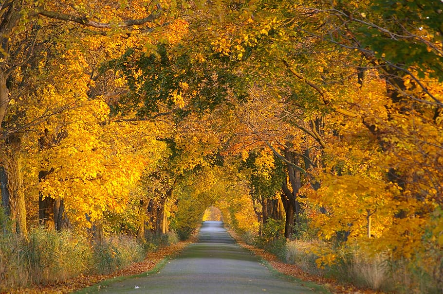 pathway between yellow leaf trees, autumn, avenue, away, road, HD wallpaper