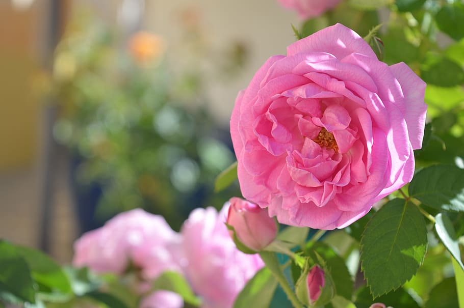 flower, rosa, background, blurred, flowering plant, pink color HD wallpaper