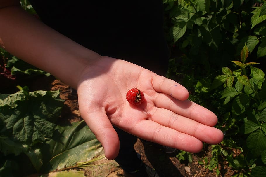 hand, raspberry, summer, garden, picking, human hand, food HD wallpaper