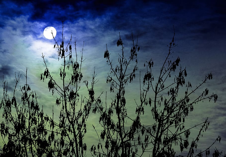sky, forest, bush, clouds, tree, autumn, landscape, sun, moon HD wallpaper