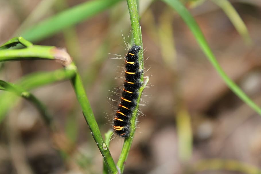 caterpillar, forest, nature, insect, invertebrate, animal themes HD wallpaper