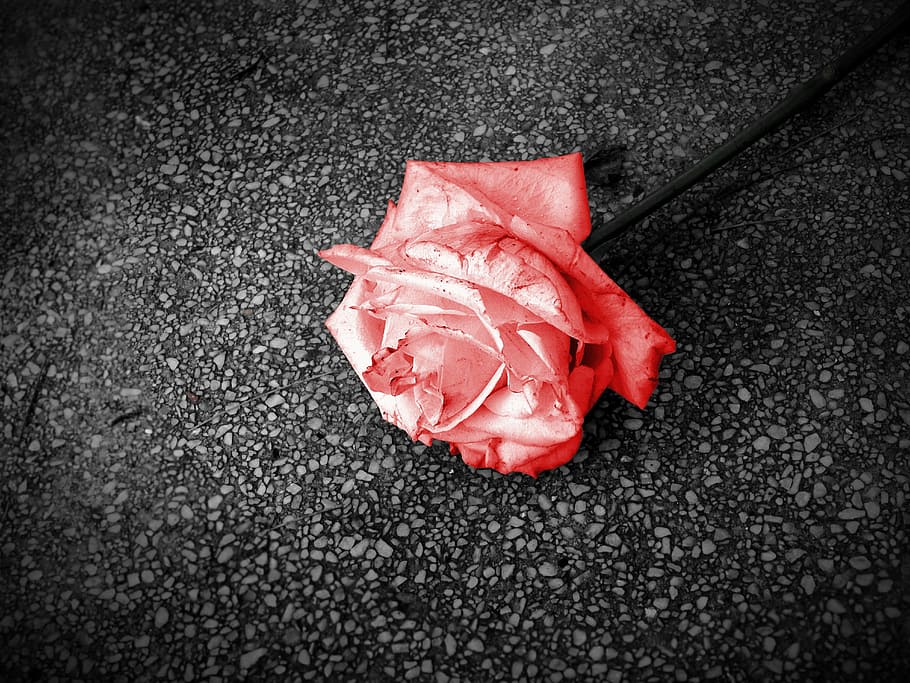 Broken Rose Images  Free Download on Freepik