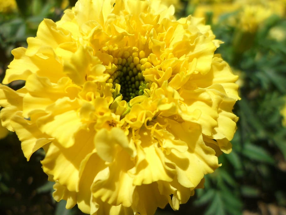 macro, marigold, small fresh, flower, sunshine, yellow petals HD wallpaper