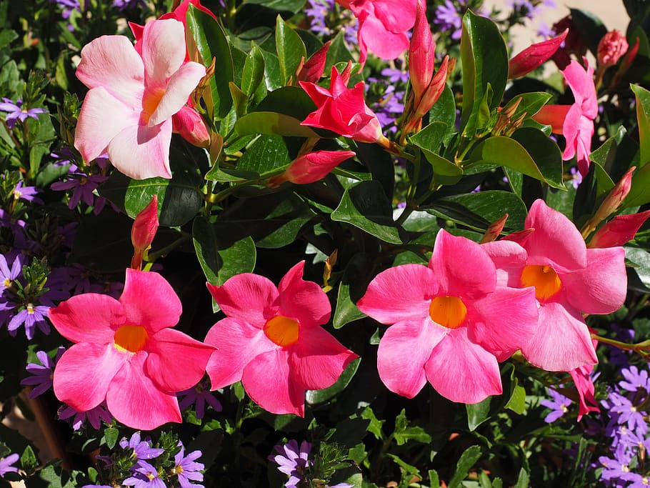 mandevilla, bell shaped, funnel flower, blossom, bloom, pink, HD wallpaper