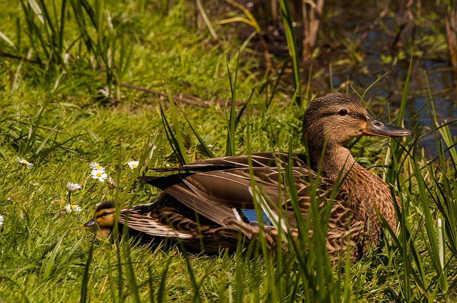 bird, mallard, animals, animal themes, animal wildlife, vertebrate HD wallpaper