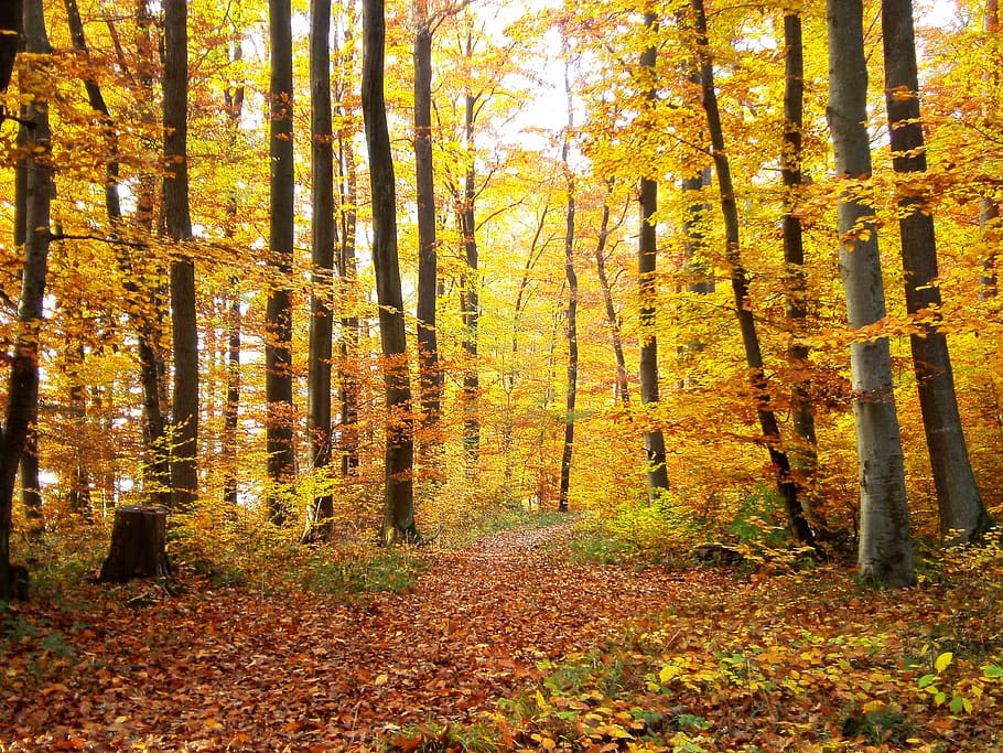 trees in forest, autumn, nature, away, leaf, yellow, outdoors HD wallpaper