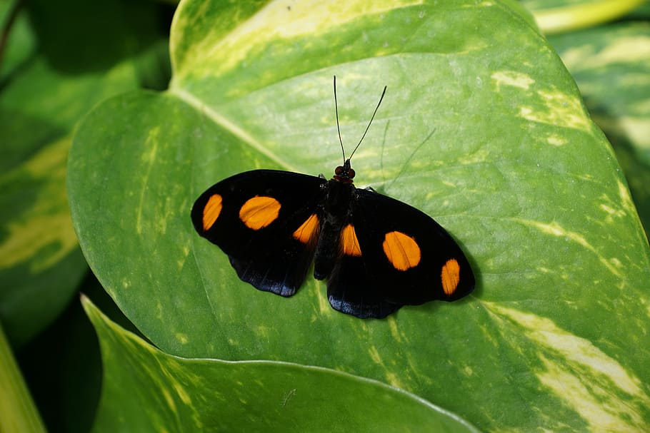 butterfly, insect, close, invertebrate, animal themes, animal wildlife HD wallpaper