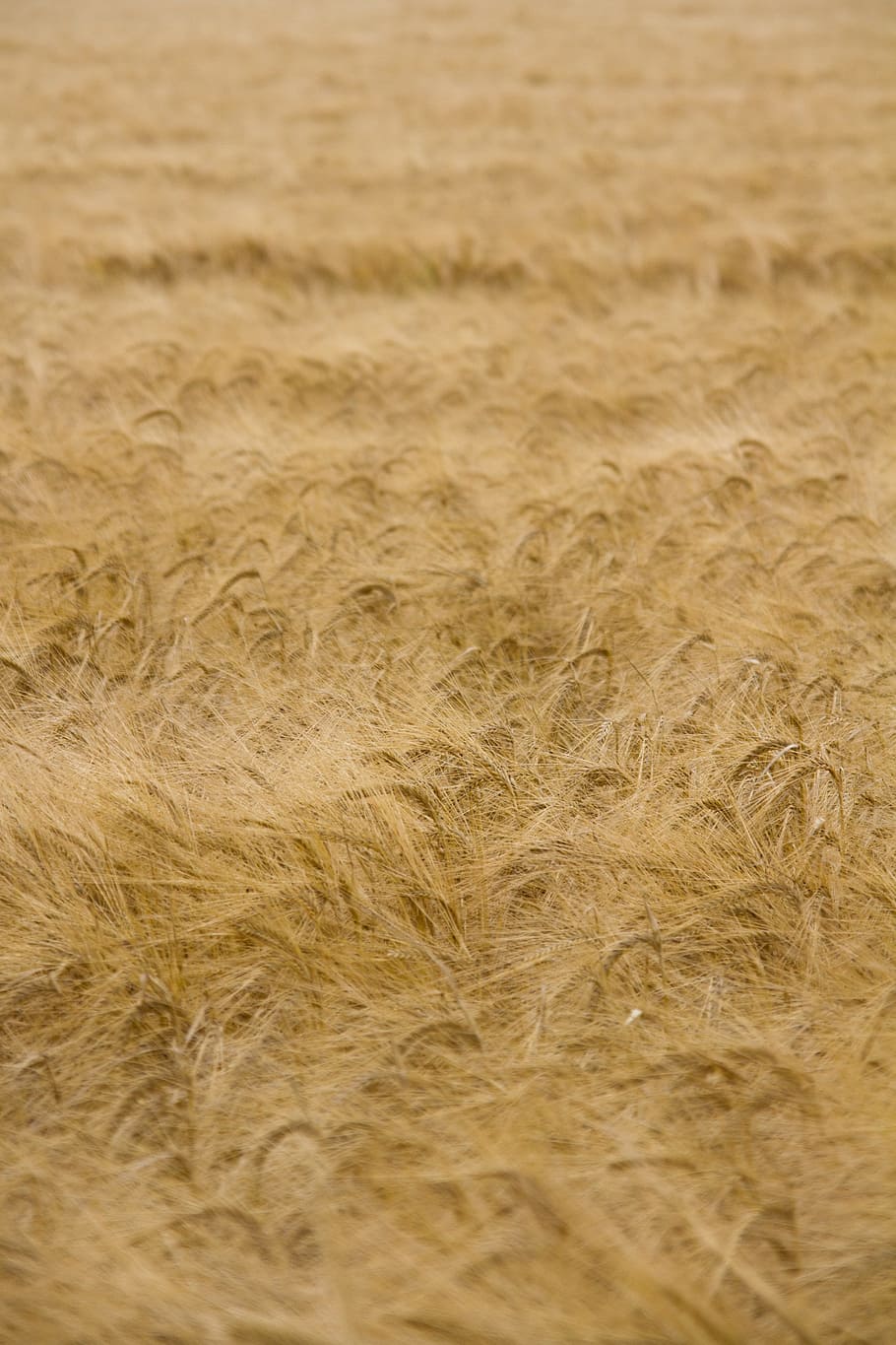 corn, field, yellow, crop, farm, summer, rural, farming, farmland HD wallpaper