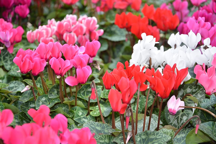 flower, plants cyclamen, colors, red, pink, white, nature, gift, HD wallpaper